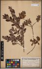 Foto von Salix aurita L. x Salix myrtilloides L.